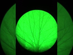 ผลของการมองเห็นกลางคืน